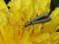 Oedemera-lurida